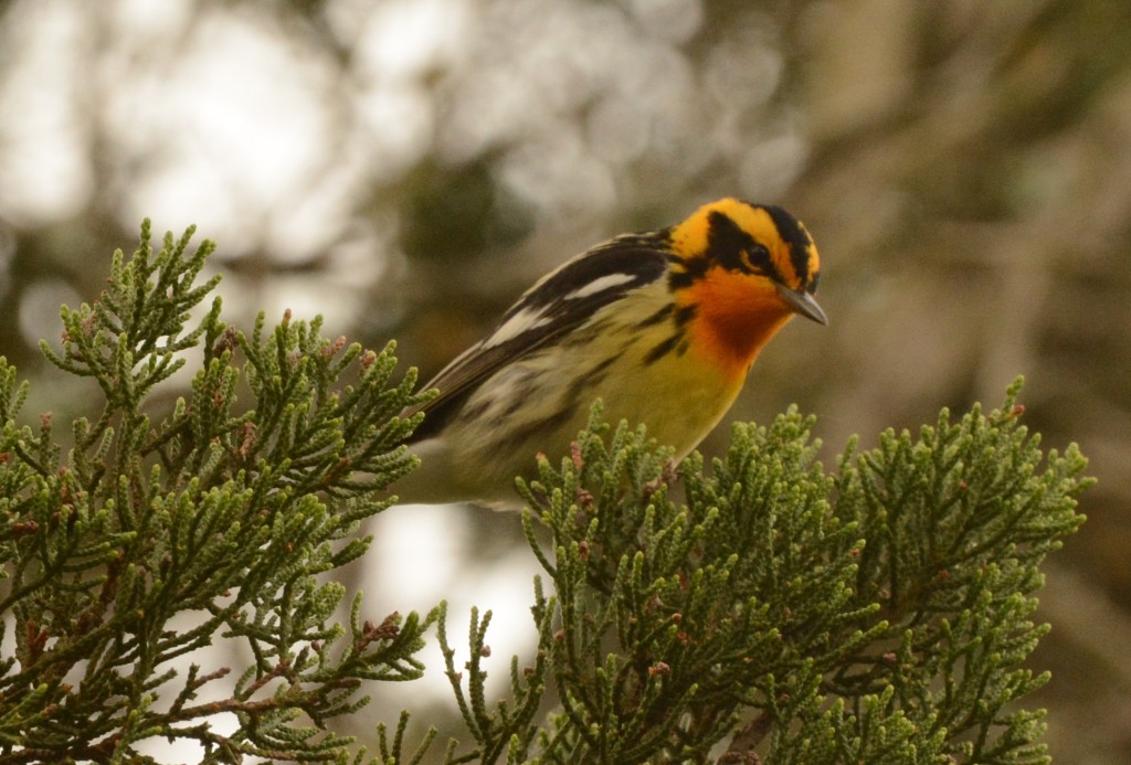 Warbler, Blackburnian  20150505-03