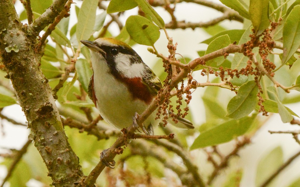 Warbler, Chestnut-sided 20150505-11