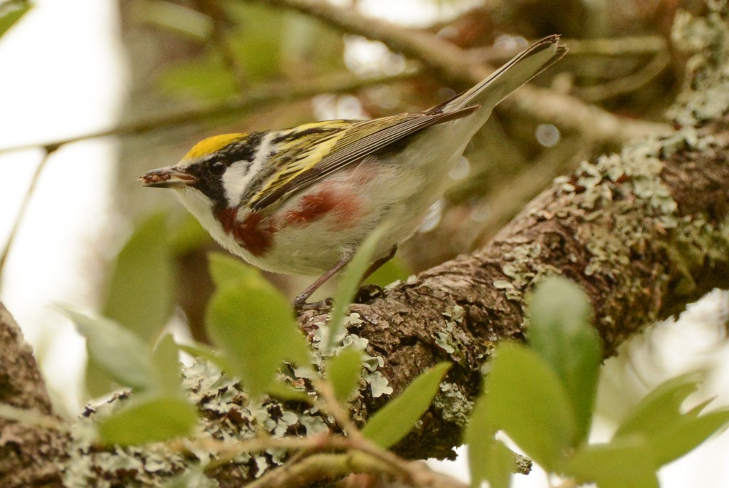 Warbler, Chestnut-sided 20150505-23