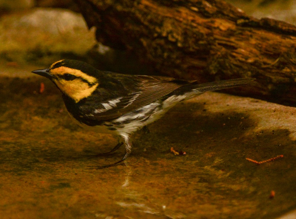 Warbler, Golden-cheeked 20150504-07