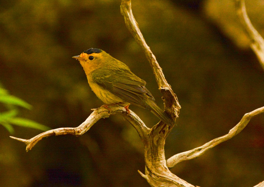 Warbler, Wilson's 20150504-02