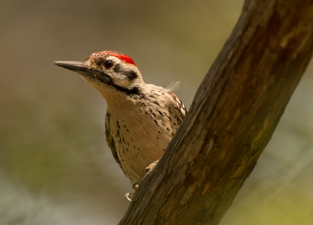 Woodpecker, Ladder-backed 20150506-04