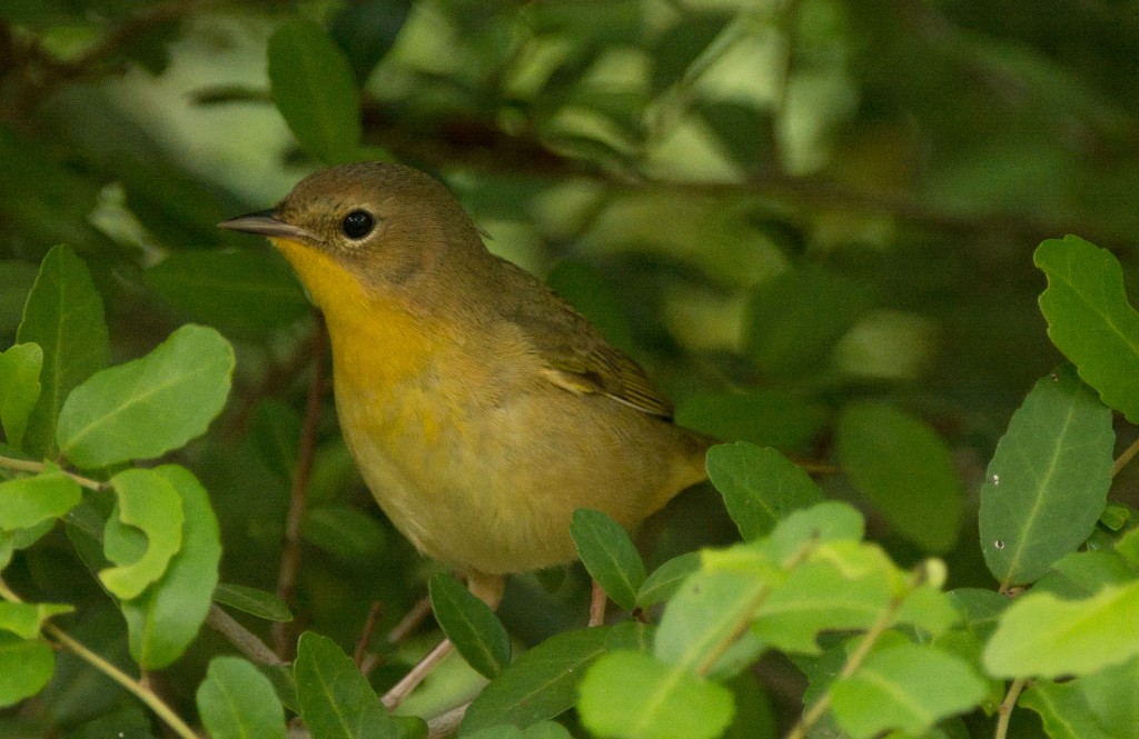 Yellowthroat, Common 20150506-11