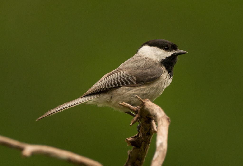 Chickadee, Carolina 20150510-03