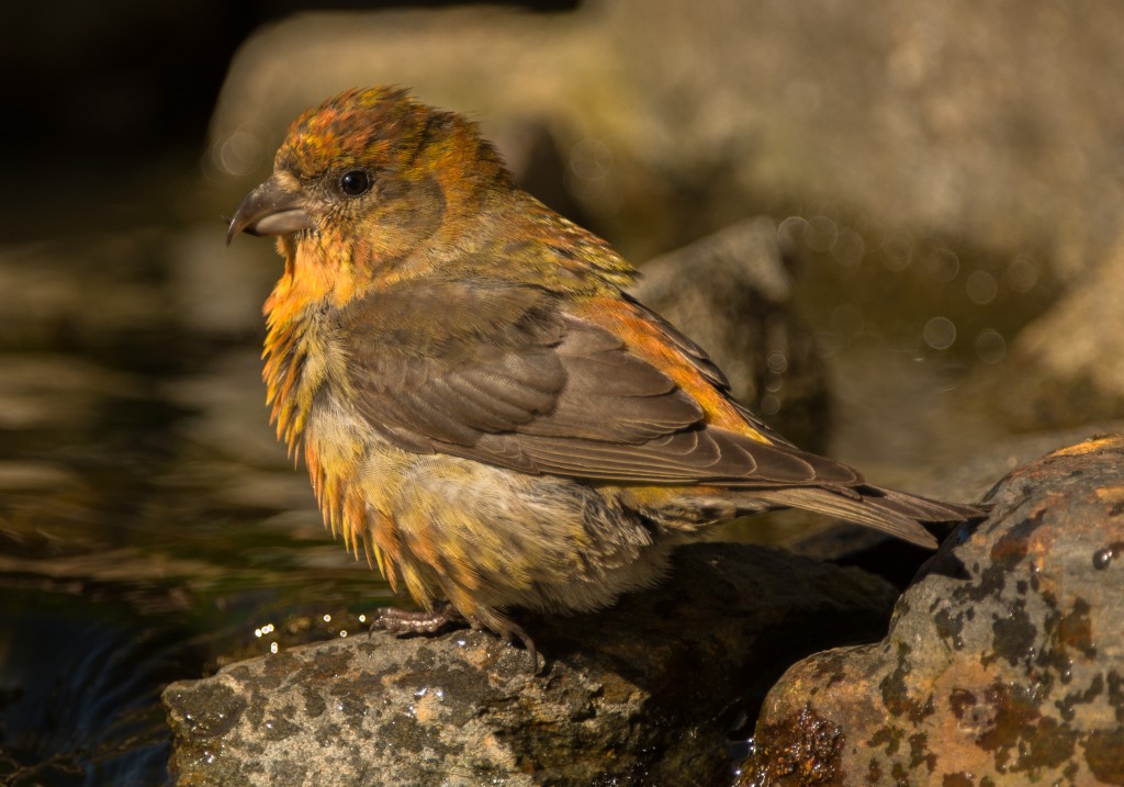 Crossbill, Red 20150607-02