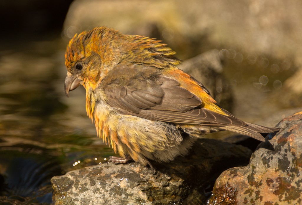 Crossbill, Red 20150607-03