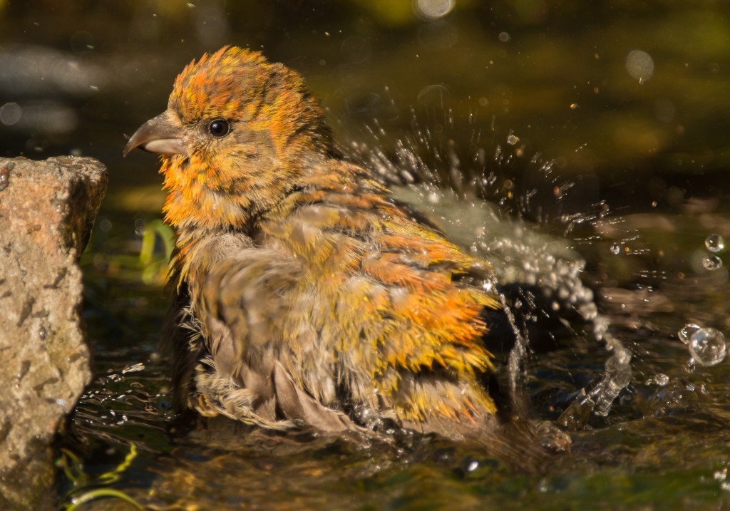 Crossbill, Red 20150607-05