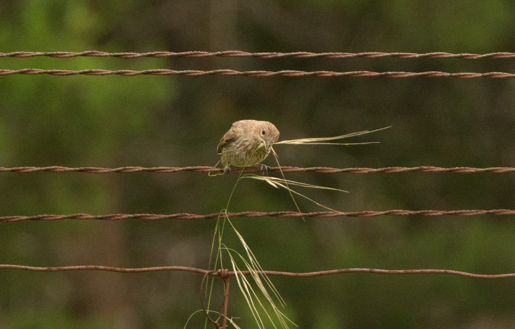 Finch, House - eating grass 20150510-03