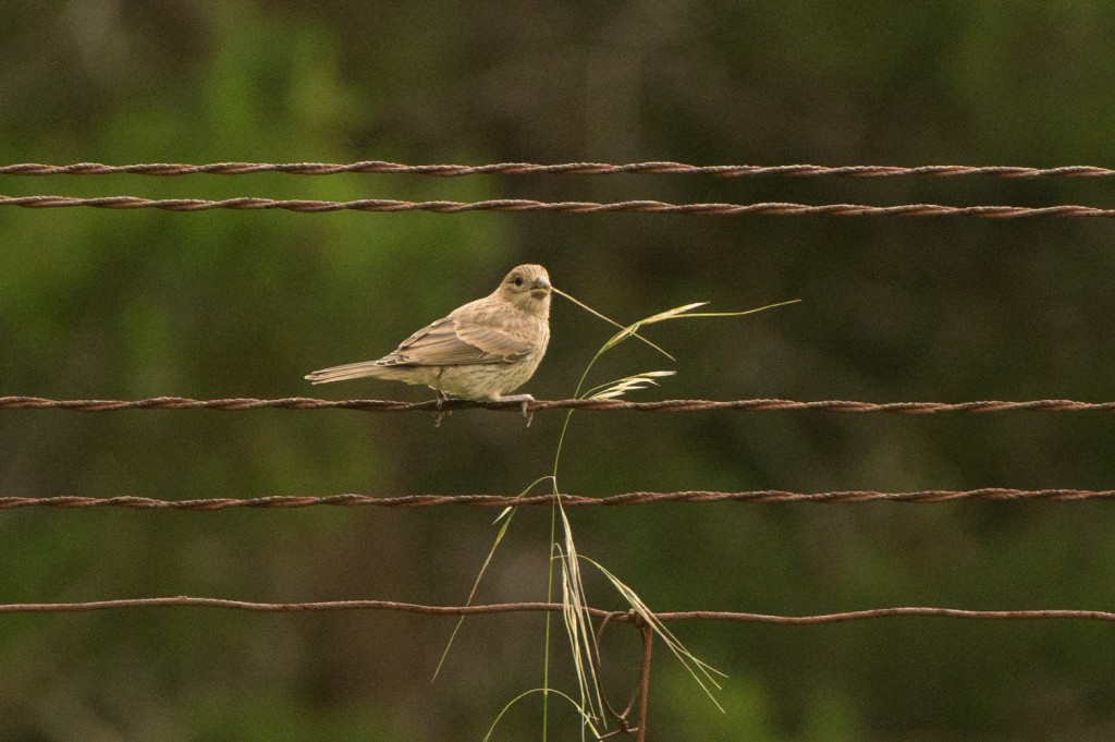 Finch, House - eating grass 20150510-07