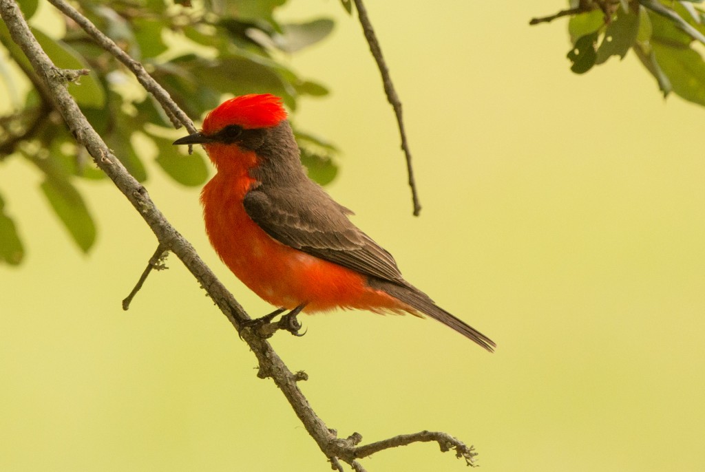 Flycatcher, Vermillion 20150510-05