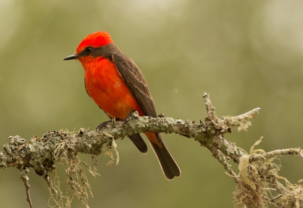 Flycatcher, Vermillion 20150510-12