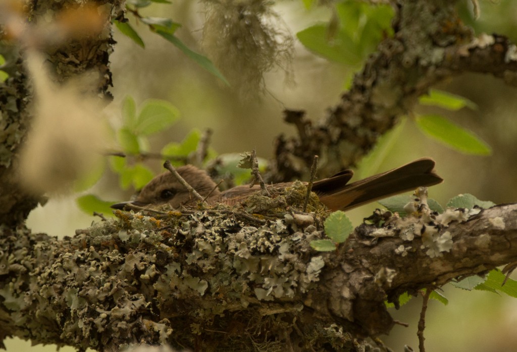 Flycatcher, Vermillion 20150510-22