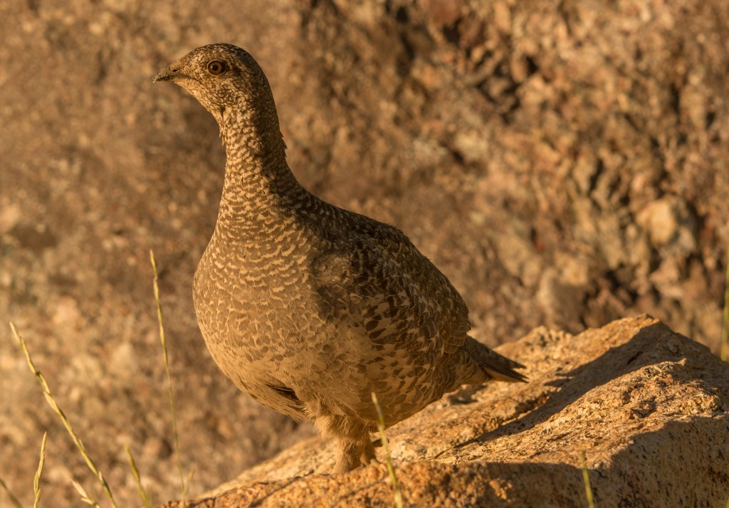 Grouse, Dusky 20150613-11