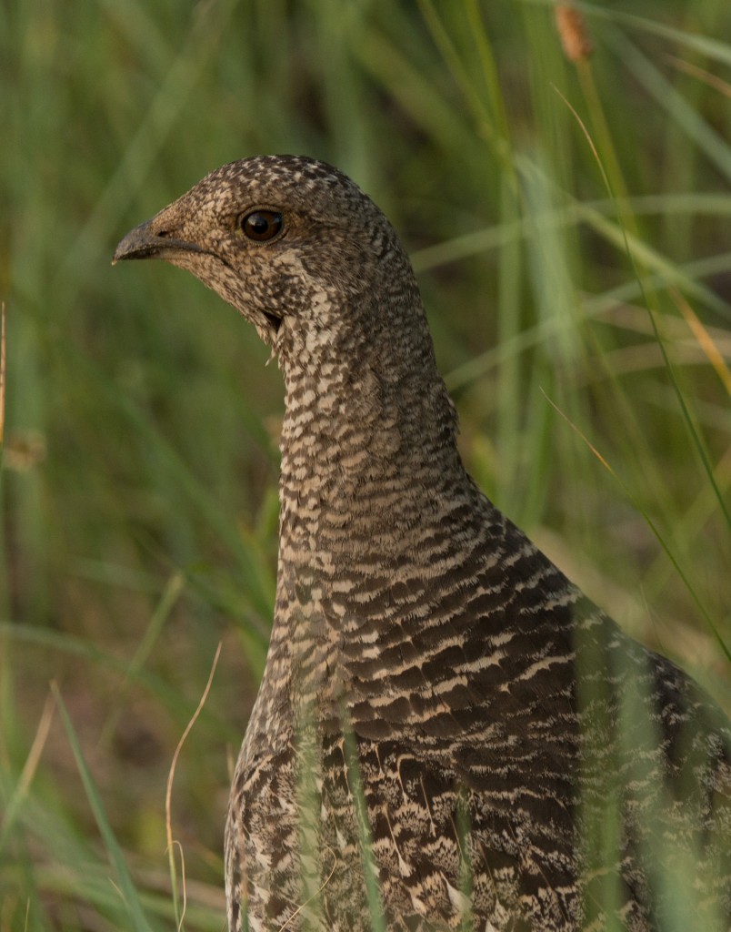 Grouse, Dusky 20150613-24