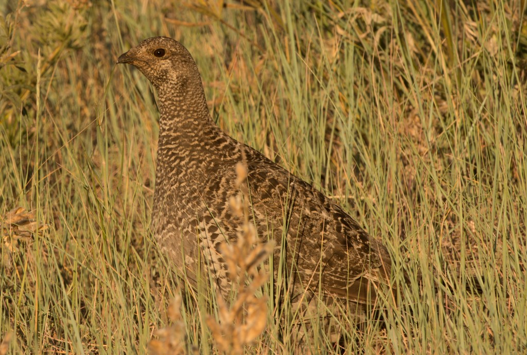 Grouse, Dusky 20150614-20