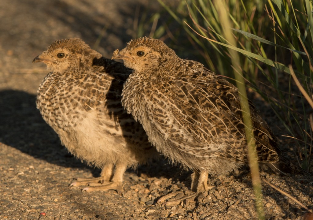 Grouse, Dusky 20150614-41