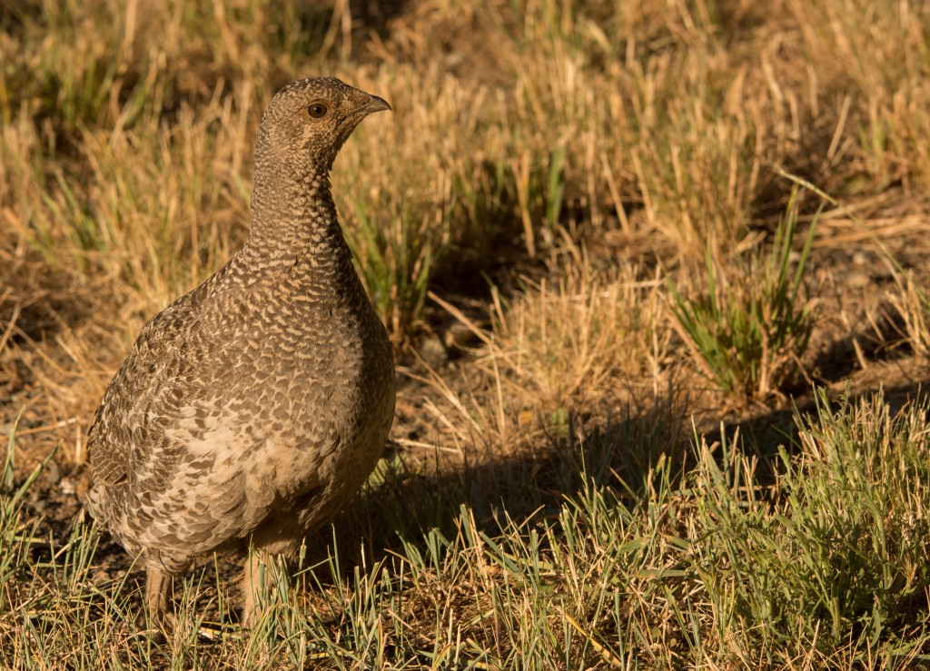 Grouse, Dusky 20150614-64