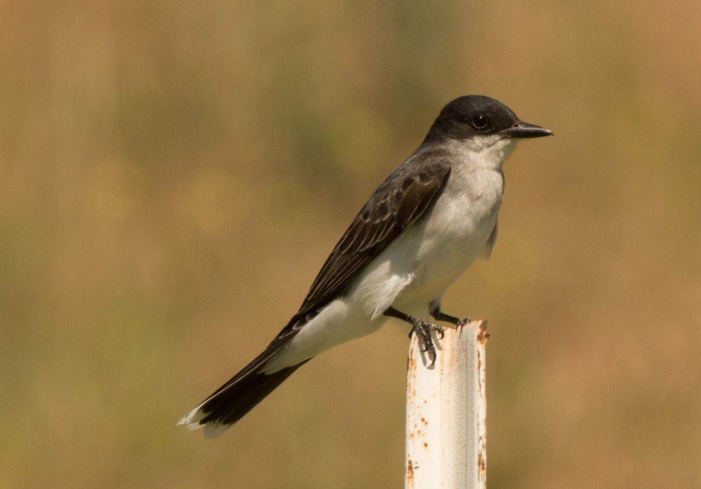 Kingbird, Eastern 20150612-06