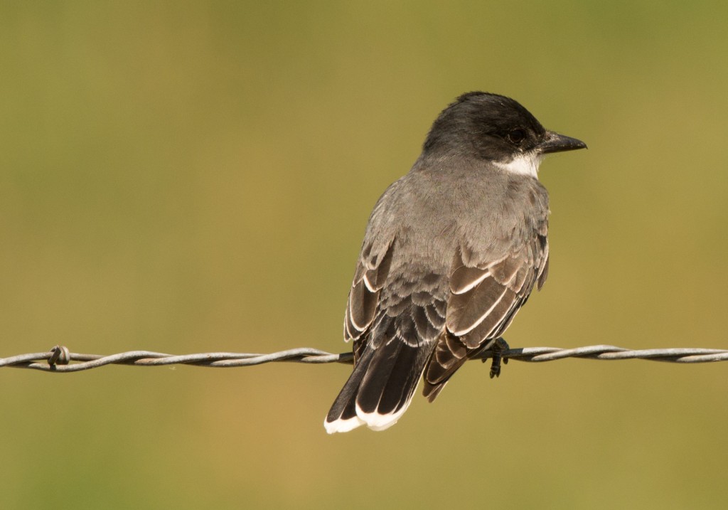 Kingbird, Eastern 20150612-09