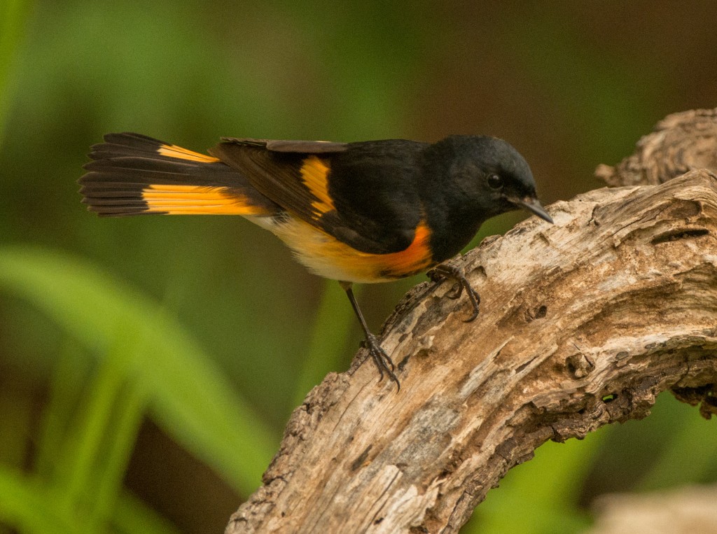 Redstart, American 20150507-04