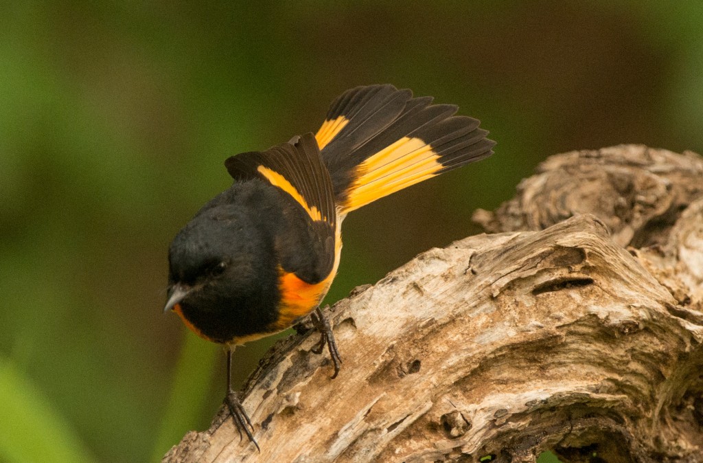 Redstart, American 20150507-05