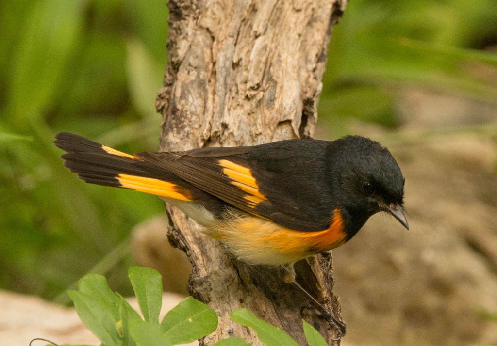 Redstart, American 20150507-15