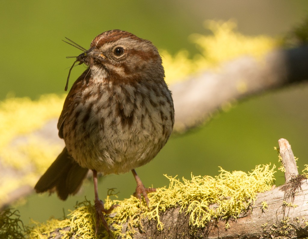 Sparrow, Song - with insect 20150612-06