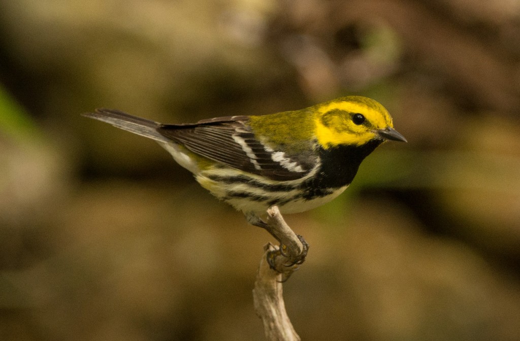 Warbler, Black-throated Green 20150507-45