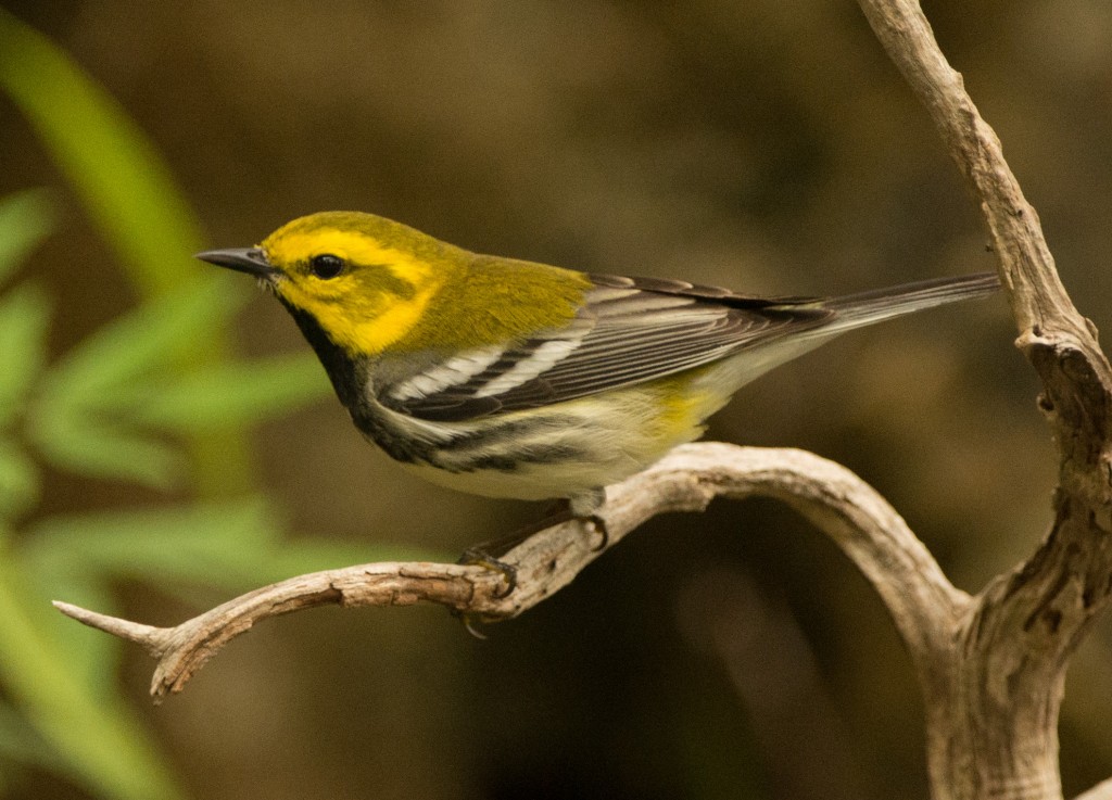 Warbler, Black-throated Green 20150507-48