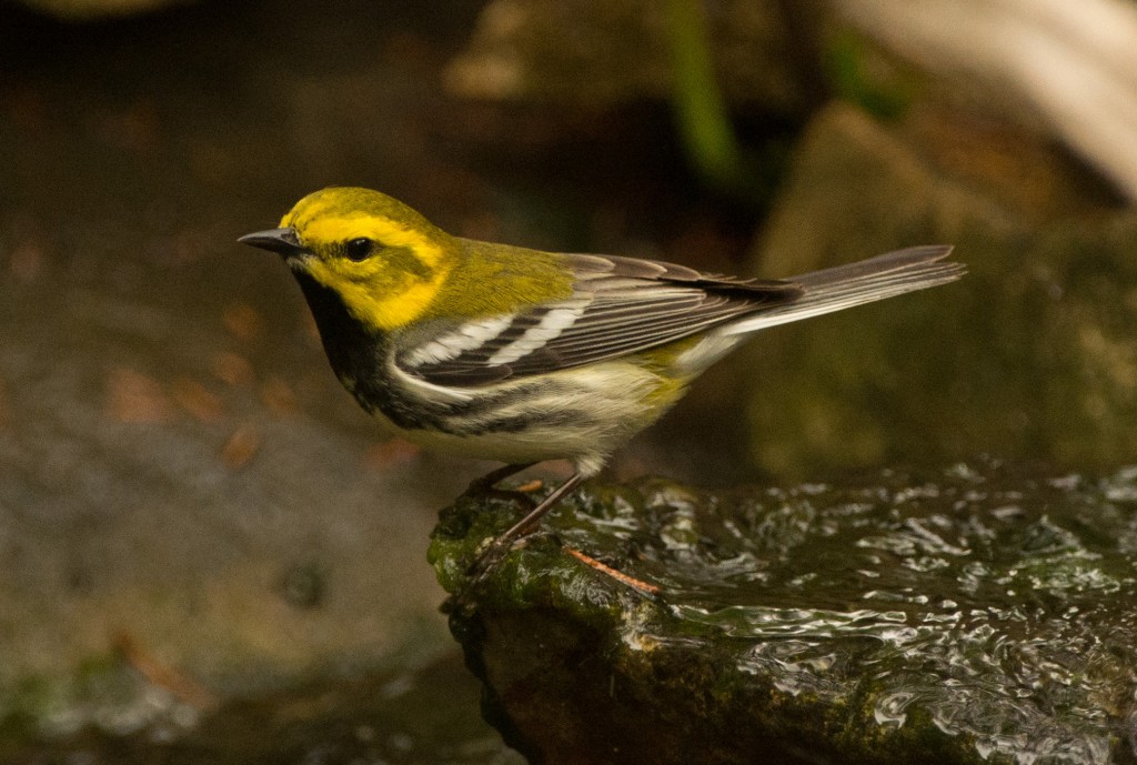 Warbler, Black-throated Green 20150507-51