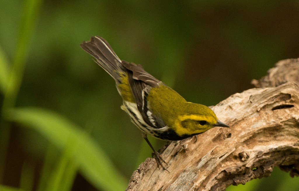 Warbler, Black-throated Green 20150507-53