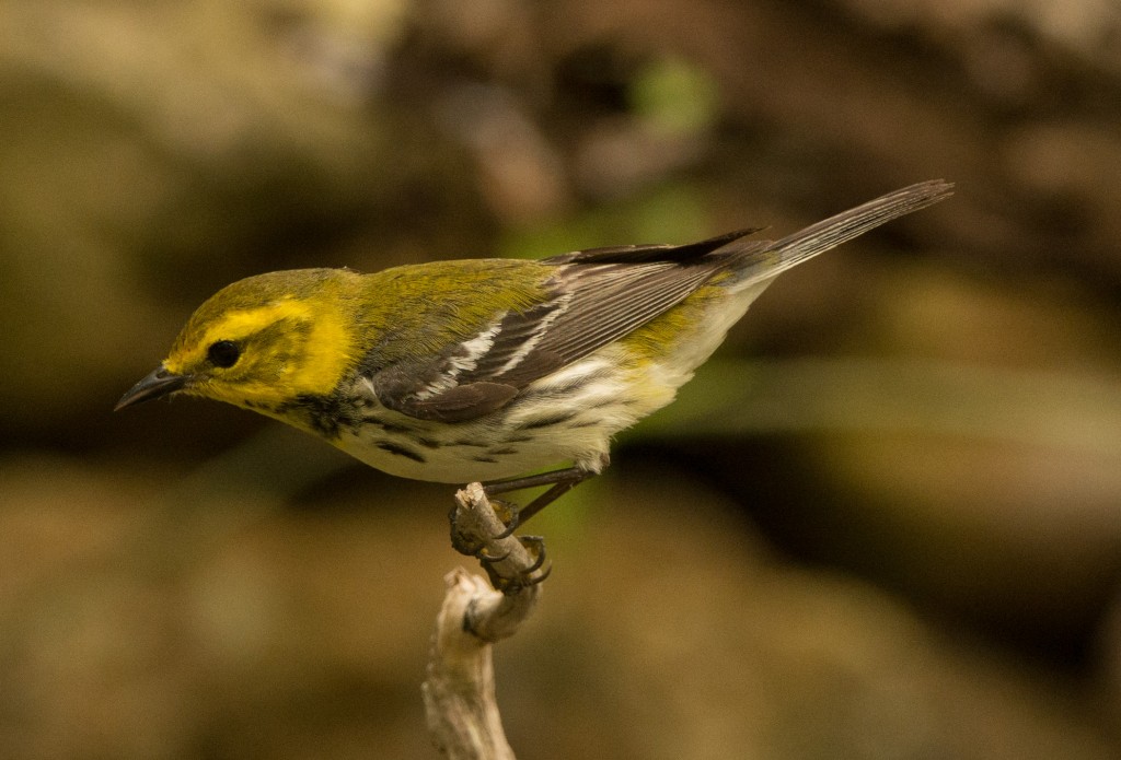 Warbler, Black-throated Green 20150507-70
