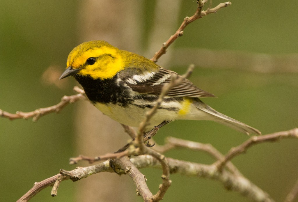 Warbler, Black-throated Green 20150507-85