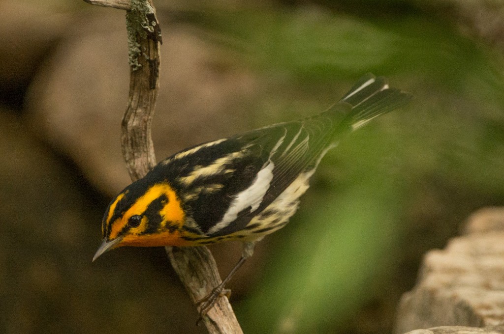 Warbler, Blackburnian 20150507-03