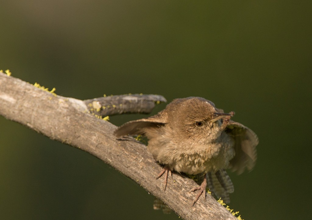 Wren, House 20150612-12