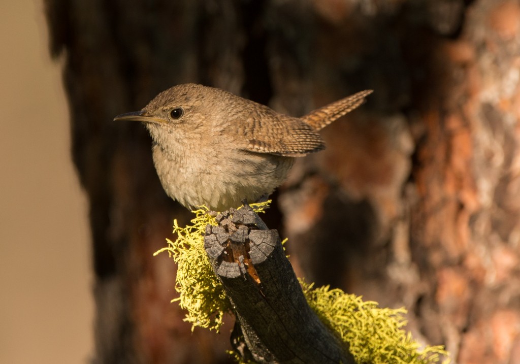 Wren, House 20150612-23