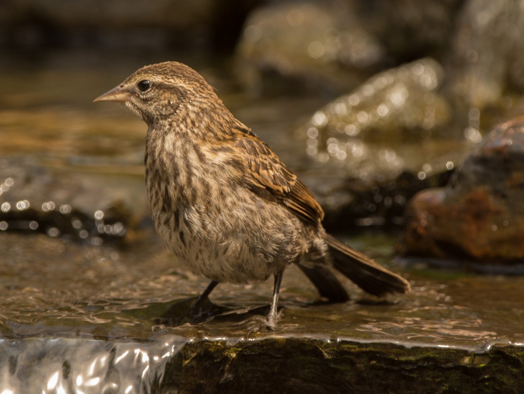 Blackbird, Red-winged 20150725-04