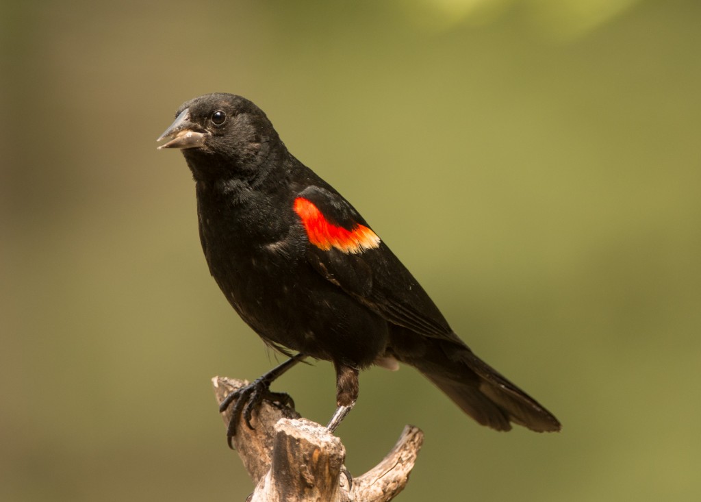Blackbird, Red-winged 20150725-06