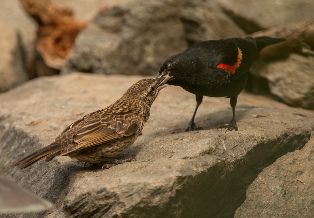 Blackbird, Red-winged 20150725-12