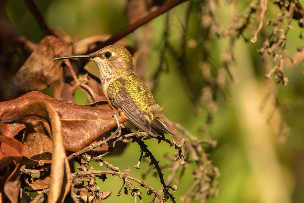 Hummingbird, Rufous 20150718-01
