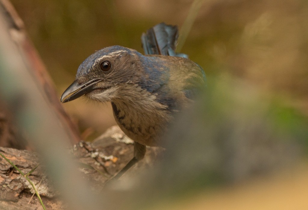 Jay, Scrub 20150712-01