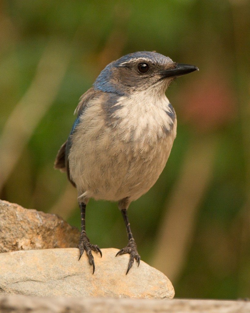 Jay, Scrub 20150712-04