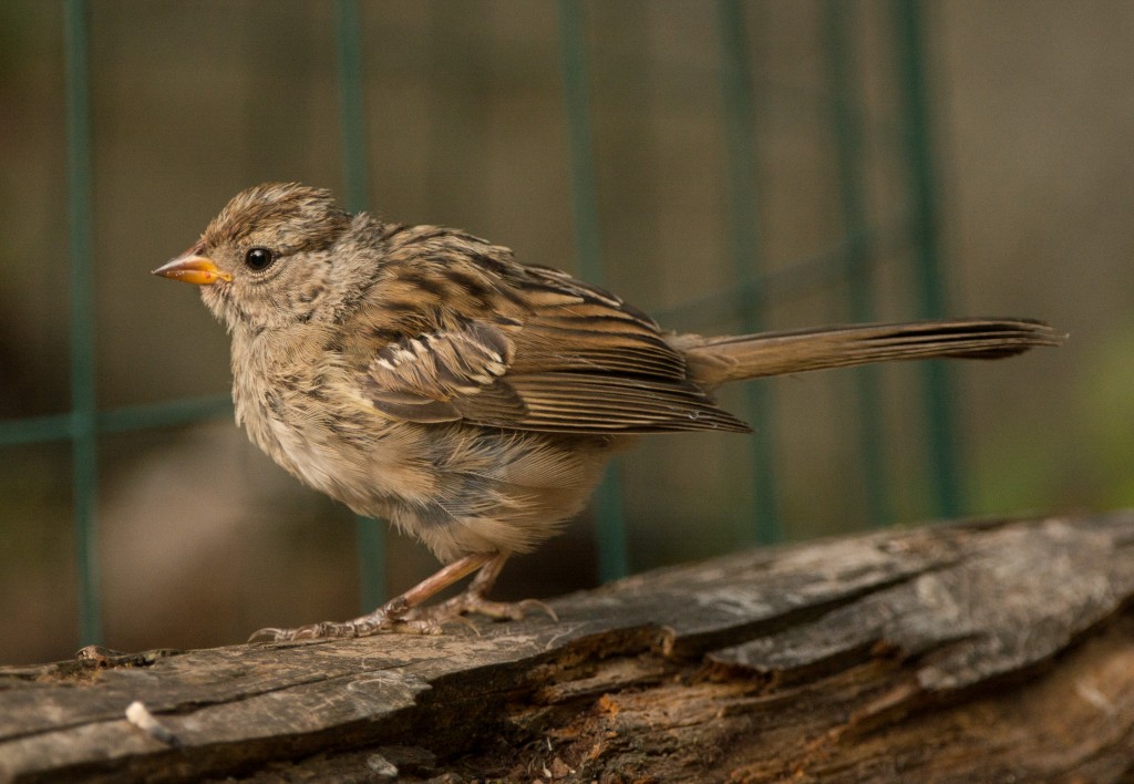 Sparrow, White-crowned 20150717-09