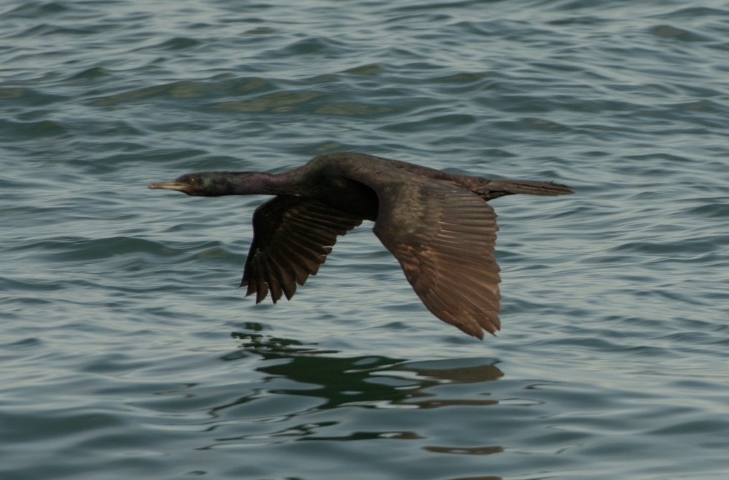Cormorant, Pelagic 20150817-03