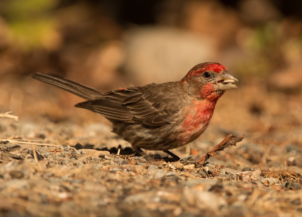 Finch, House 20150802-04