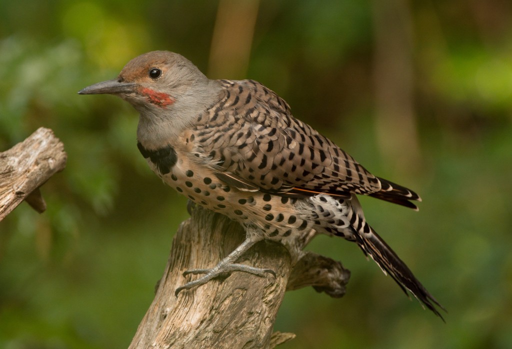 Flicker, Northern 20150824-07