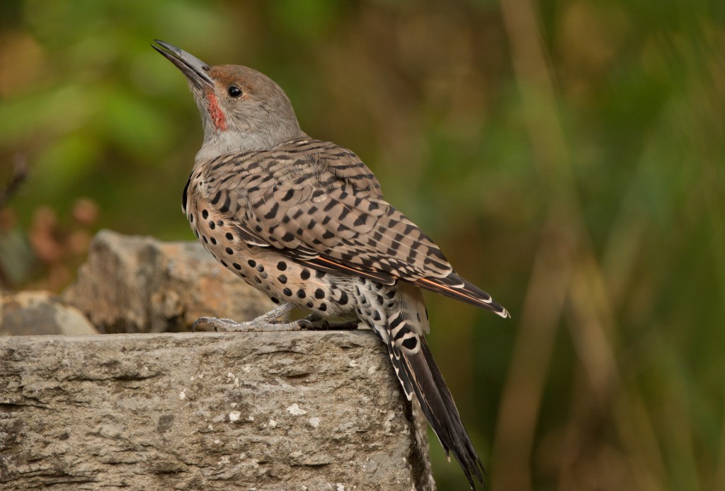 Flicker, Northern 20150824-11