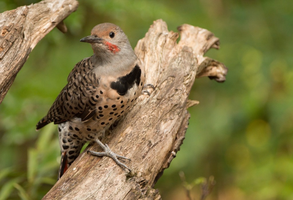 Flicker, Northern 20150824-17