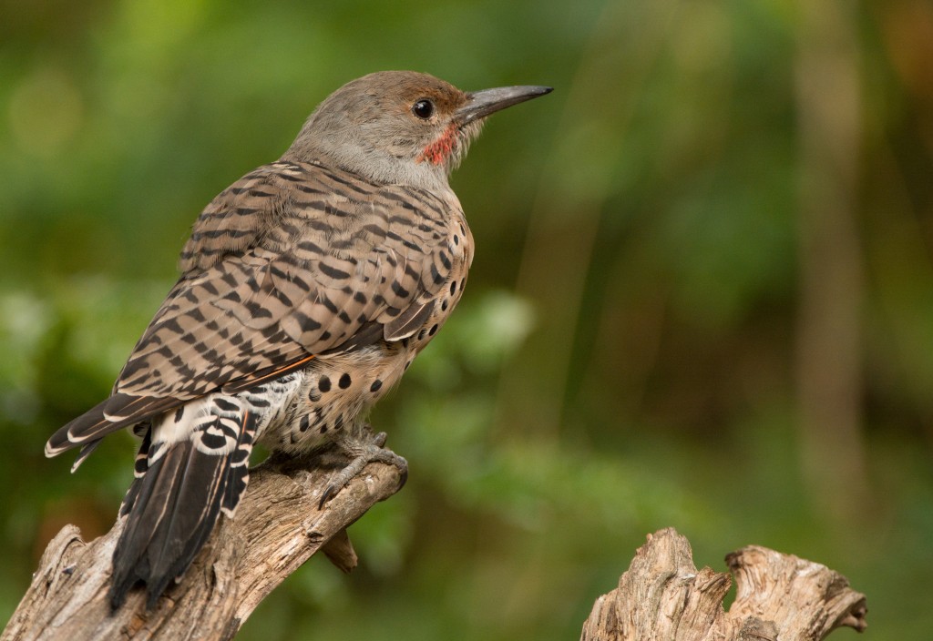 Flicker, Northern 20150824-20