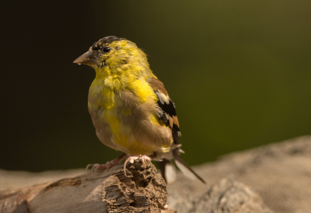 Goldfinch, American 20150824-01